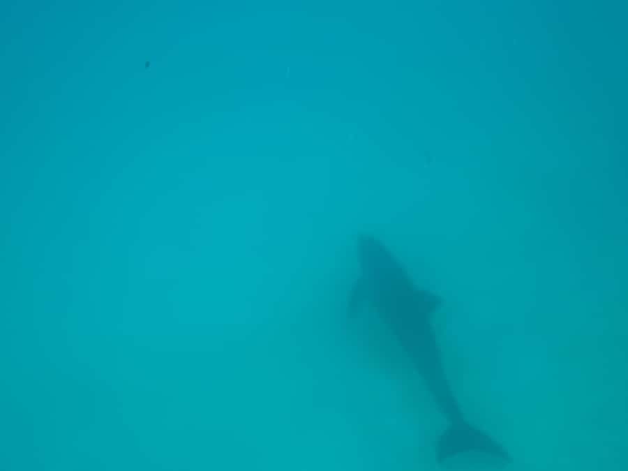 Mnemba dolphin & snorkel: from matemwe, pwani, kwingwa, Uroa - The sandbank at low tide: the “chill” finish that changes the whole day