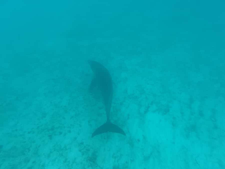 Mnemba dolphin & snorkel: from matemwe, pwani, kwingwa, Uroa - What the 4 hours feel like on the water, and why the pace matters