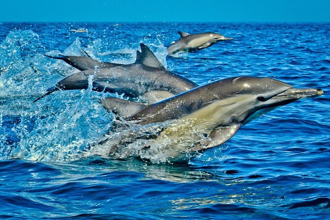 Mnemba Dolphin Tour, The Island Pongwe, Blue Lagoon, Starfish Tour, The Rock - The Island Pongwe Lodge: sea-view dining and sunset moments