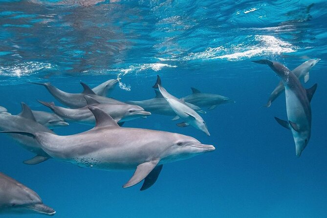 Mnemba Dolphin Tour, The Island Pongwe, Blue Lagoon, Starfish Tour, The Rock - Blue Lagoon Atoll in Michamvi: coral, depth, and animal chances