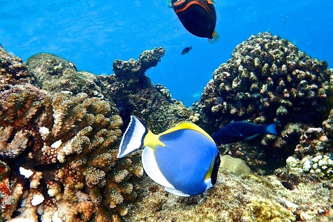 Mnemba Dolphin Tour, The Island Pongwe, Blue Lagoon, Starfish Tour, The Rock - Pingwe and Starfish Beach: snorkeling with starfish in place