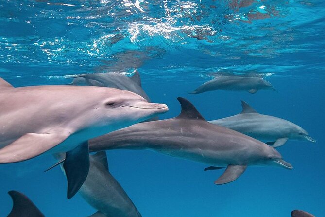 Mnemba Dolphin Tour, The Island Pongwe, Blue Lagoon, Starfish Tour, The Rock - The Rock Restaurant Zanzibar: meal time with ocean views