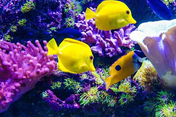 Mnemba Dolphin Tour, The Island Pongwe, Blue Lagoon, Starfish Tour, The Rock - Mnemba Island snorkel and dolphin swim at the atoll