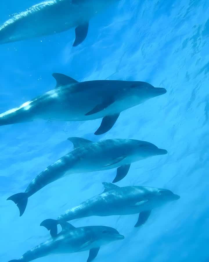 Mnemba Island: Dolphin Swim & Snorkeling with Optional Lunch - Key points before you go