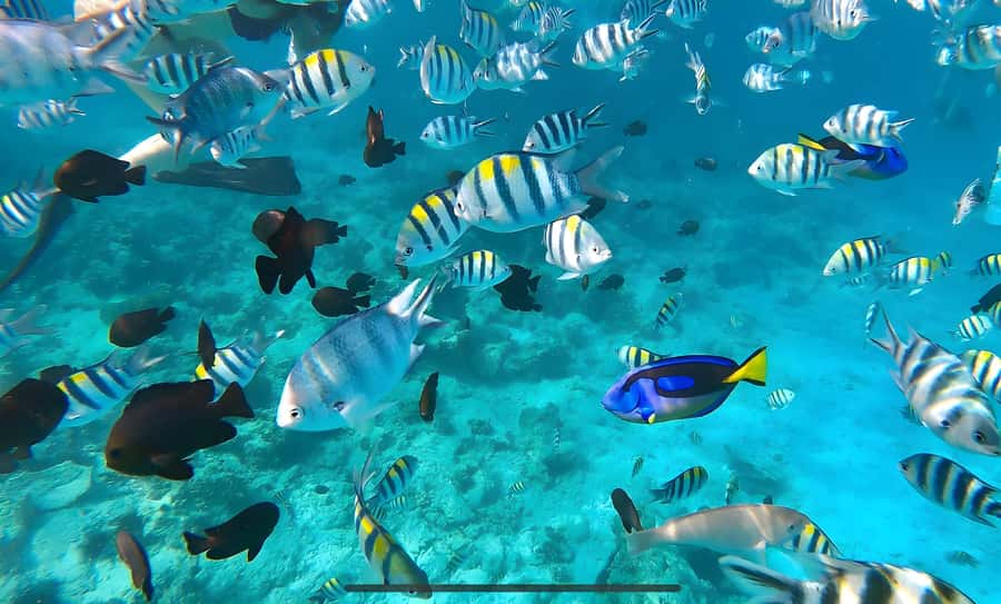 Mnemba Island: Dolphin Swim & Snorkeling with Optional Lunch - The Dolphin Swim Part: The Magic, and the Reality Check