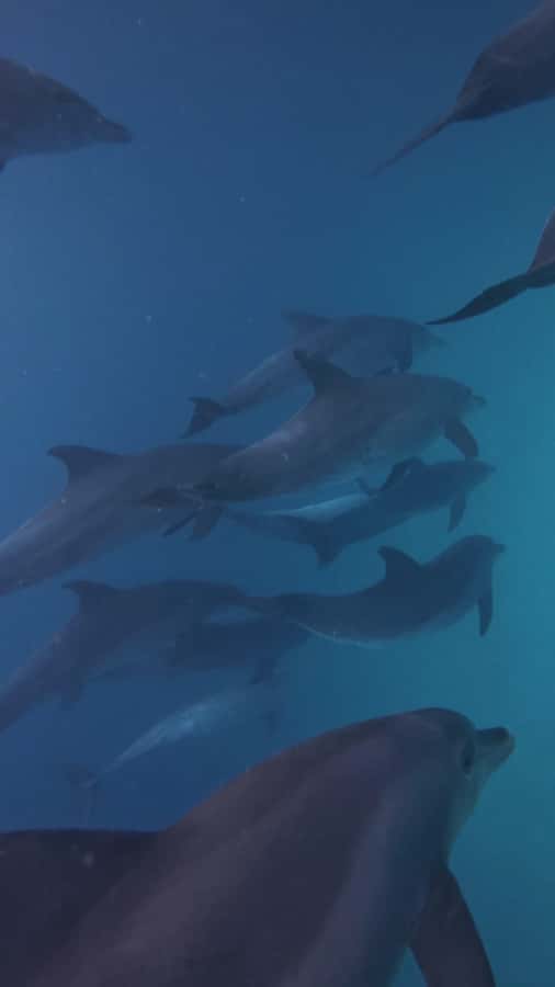 Mnemba Island: Dolphin Swim & Snorkeling with Optional Lunch - Price and Value: Is $21 Worth It Here?