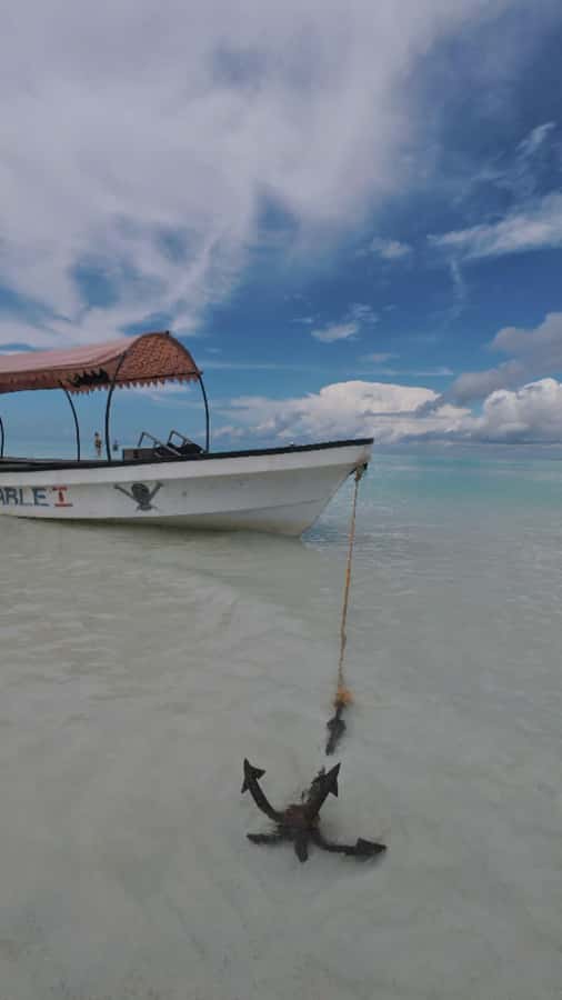 Mnemba Island: Dolphin Swim & Snorkeling with Optional Lunch - What to Bring: The Small Stuff That Makes You Comfortable