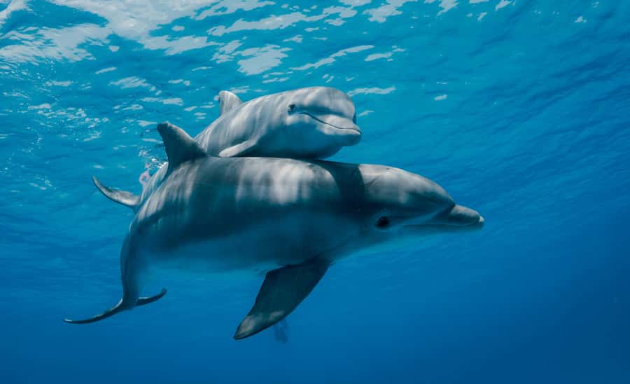 Mnemba Island: Dolphin Swim & Snorkeling with Optional Lunch - How Pickup and Muyuni Beach Meeting Point Actually Play Out