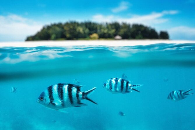 Mnemba Island Half Day Live Aquarium With Transfer - Zanzibar - Who Should Book This Mnemba Island Half-Day Tour?