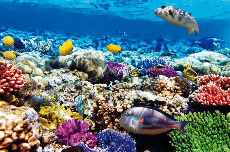 Mnemba Island, Jozani Forest, Starfish Adventure, The Rock - A 10-hour Zanzibar day that swaps typical sightseeing for real animal time