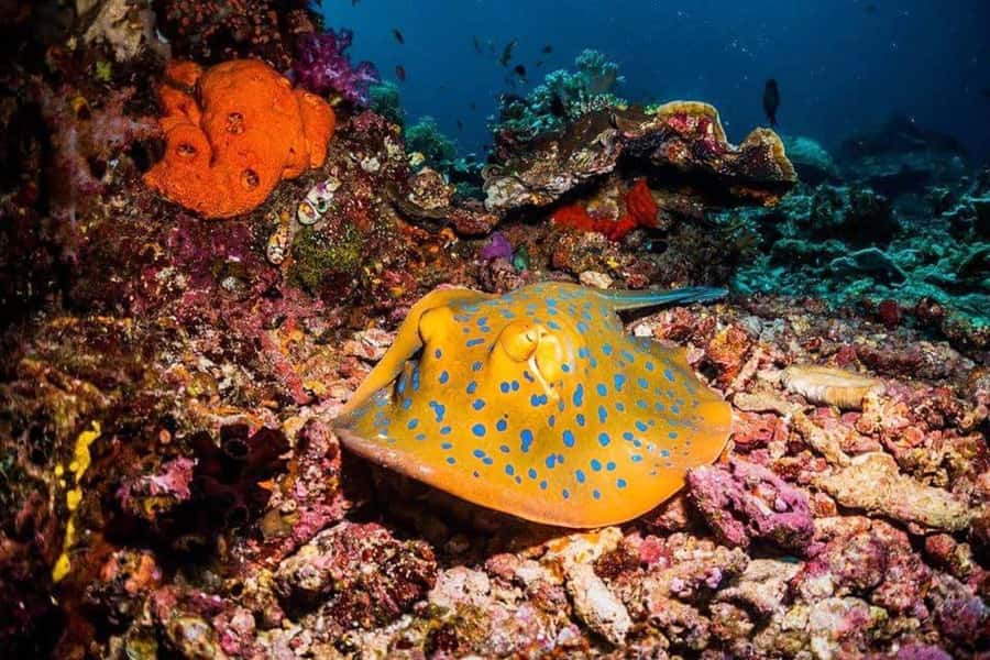 Mnemba Island, Prison Island, Secret Garden, Jozani Forest - Mnemba Island Atoll, snorkeling, and the shallow-water sandbank pause