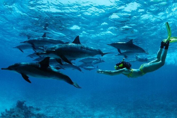 Mnemba Island snorkeling and Swimming with Dolphin - Key highlights that make this tour worth considering