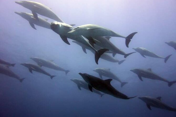Mnemba Island snorkeling and Swimming with Dolphin - The big idea: Why Mnemba plus dolphins feels like two trips