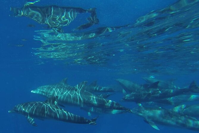 Mnemba Island snorkeling and Swimming with Dolphin - Value for money: why $55 can make sense here