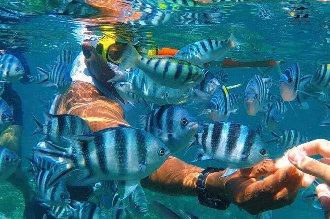 Mnemba island snorkeling tour - North of Mnemba Island: reef snorkeling in clear water