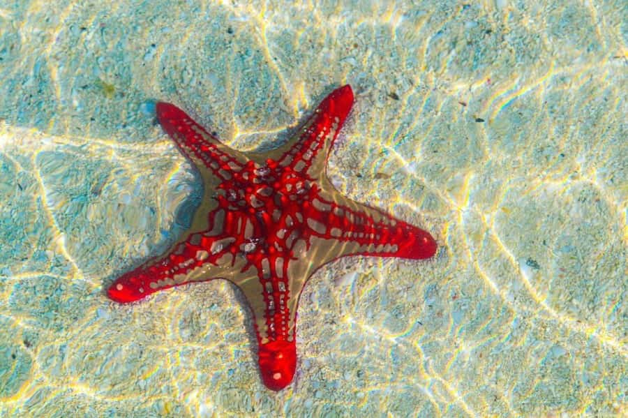 Mnemba Island, The Island Pongwe, Blue Lagoon Tour, The Rock - Should you book this tour?