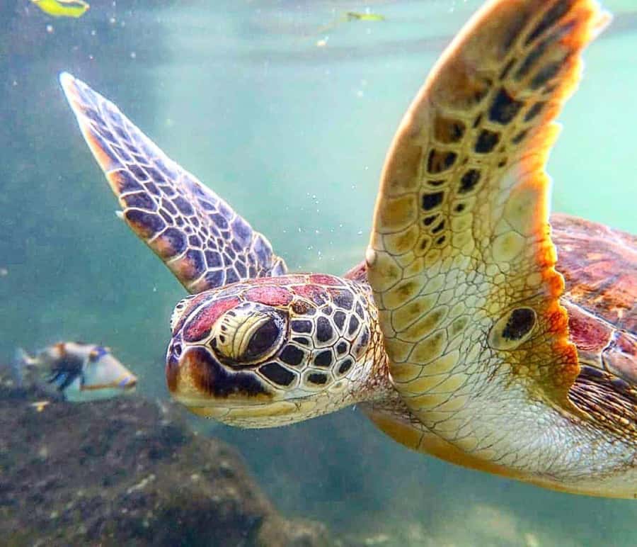 Mnemba Island, Turtle Tour, Kuza Cave, The Rock - How the 10-hour Mnemba, Baraka Aquarium, Kuza Cave, and The Rock day flows