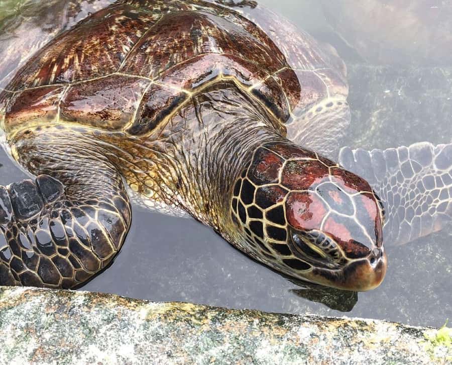 Mnemba Island, Turtle Tour, Kuza Cave, The Rock - Mnemba Island Atoll snorkeling with a private boat and sandbank time