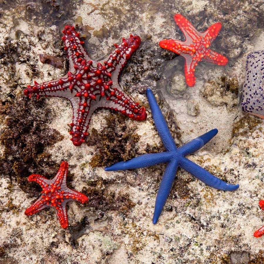 Mnemba Island, Turtle Tour, Kuza Cave, The Rock - Price and value: what $160 really buys you here