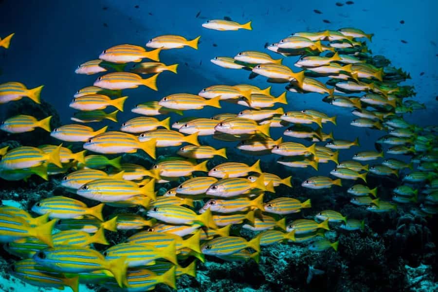 Mnemba Island, Turtle Tour, Kuza Cave, The Rock - Should you book this tour?