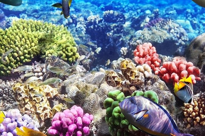 Mnemba Island with Lunch; Salaam Cave; Kuza Cave Tour; The Rock - How to pack for a day of water, caves, and sunset food