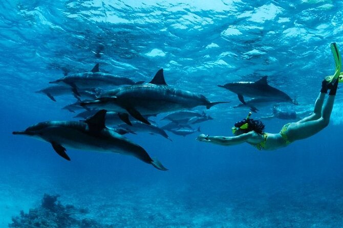 Mnemba Snorkeling, Dolphin and Baraka Natural Aquarium - Why this Mnemba plus turtles combo works
