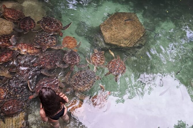 Mnemba Snorkeling, Dolphin and Baraka Natural Aquarium - Nungwi Natural Aquarium: Baraka or Mnarani turtle swim