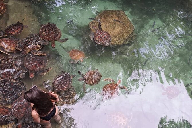 Mnemba Snorkeling, Dolphin and Baraka Natural Aquarium - Price and group size: what $75 buys you in real terms