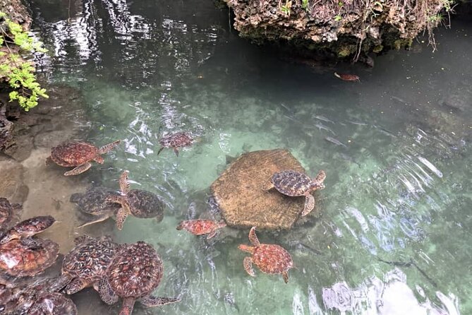Mnemba Snorkeling, Dolphin and Baraka Natural Aquarium - Who should book this tour, and who might want a different plan