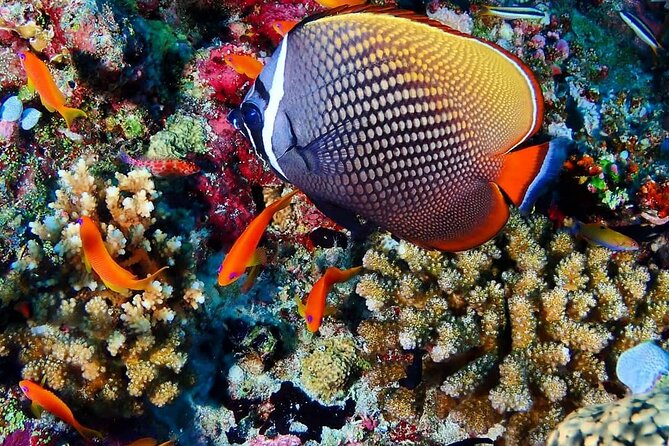 Mnemba Snorkeling, Kuza Cave, Blue Lagoon, Starfish Tour, The Rock Restaurant - Kuza Cave in Jambiani: limestone wonder plus a real swim