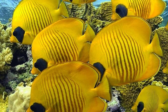 Mnemba Snorkeling, Kuza Cave, Blue Lagoon, Starfish Tour, The Rock Restaurant - Blue Lagoon near Michamvi: coral garden snorkeling and starfish encounters