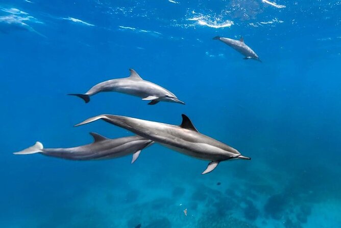 Mnemba Snorkeling, Kuza Cave, Blue Lagoon, Starfish Tour, The Rock Restaurant - Pingwe starfish beach: shallow water makes it easy