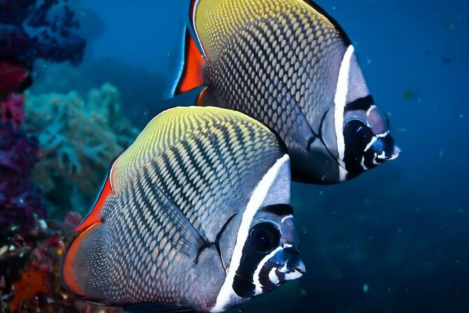 Mnemba Snorkeling, Kuza Cave, Blue Lagoon, Starfish Tour, The Rock Restaurant - Price and value: why $140 can feel fair, or pricey