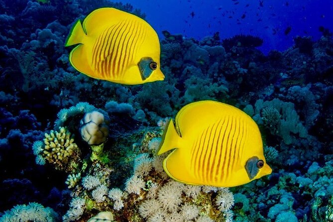 Mnemba Snorkeling; Kuza Cave; Paje Beach; The Rock; Salaam Cave - Price and value: what your $130 really covers