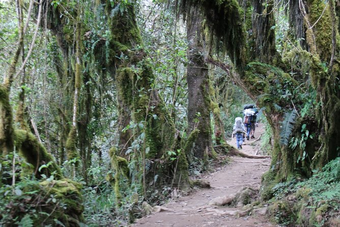 Mount Kilimanjaro Day Hike - A Short Taste of Kilimanjaro From Moshi