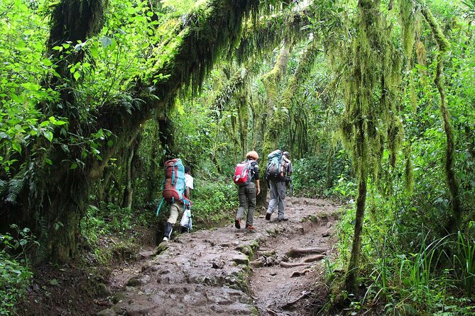 Mount Kilimanjaro Day Hike Through Marangu Route to Mandara Hut - The descent back to the entry gate (when legs start bargaining)
