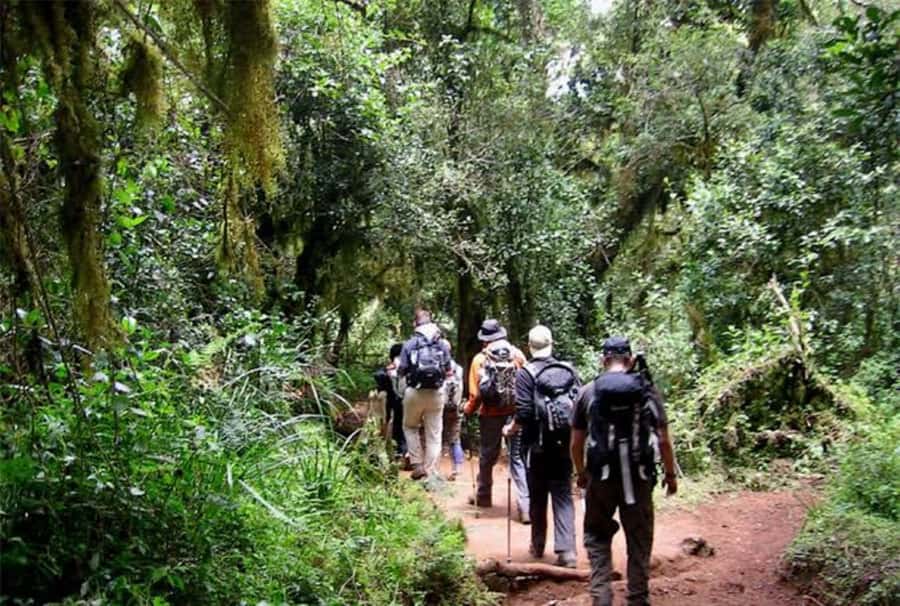 Mount Kilimanjaro National Park Day Trip - The rainforest trek to Mandara Hut: pacing and what to watch for