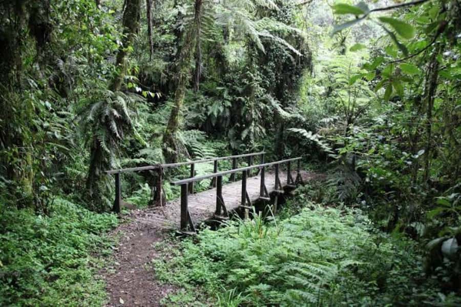 Mount Kilimanjaro National Park Day Trip - Maundi Crater viewpoint: the big scenery moment