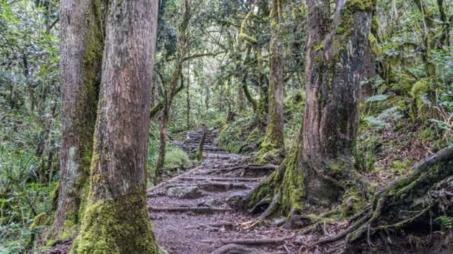 Mount Kilimanjaro National Park Day Trip - Price and what you get for $405
