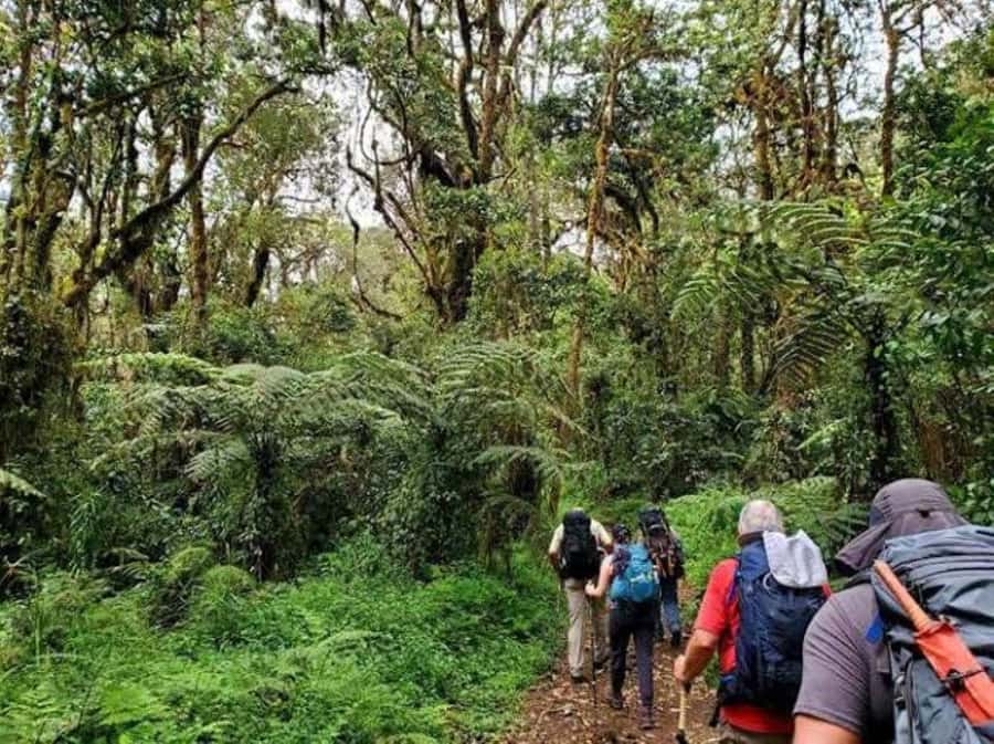 Mount Kilimanjaro National Park Day Trip - Small tips that make the day smoother