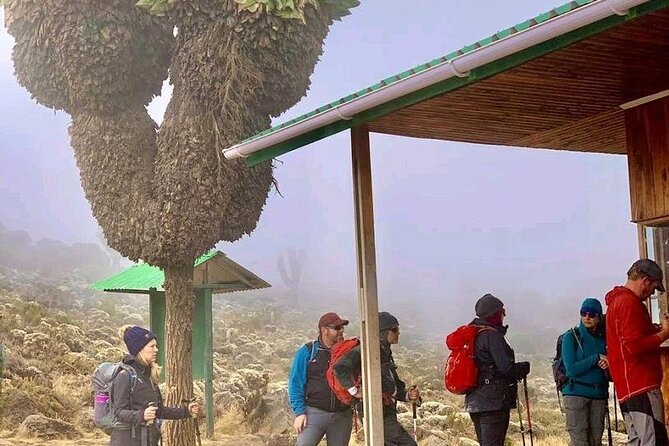 Mountain Kilimanjaro Climbing 7 Days Machame Route - Why the Machame (Whiskey) Route Feels More Like a Real Climb