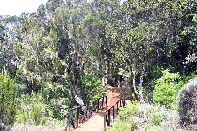 Mt Kilimanjaro Day Hike - Price and value: is $320.52 a fair deal for a Kilimanjaro day?