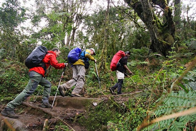 Mt Kilimanjaro Day Hike - Getting from Moshi Urban to Marangu Gate, and what the early start buys you