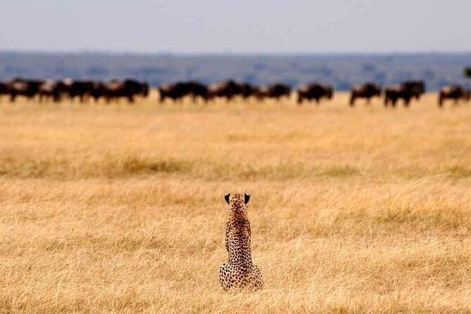 Multi-Day Camping Safari Experience in Arusha - From Arusha to Tarangire: Elephants, Baobabs, and Tree-Climbing Lions