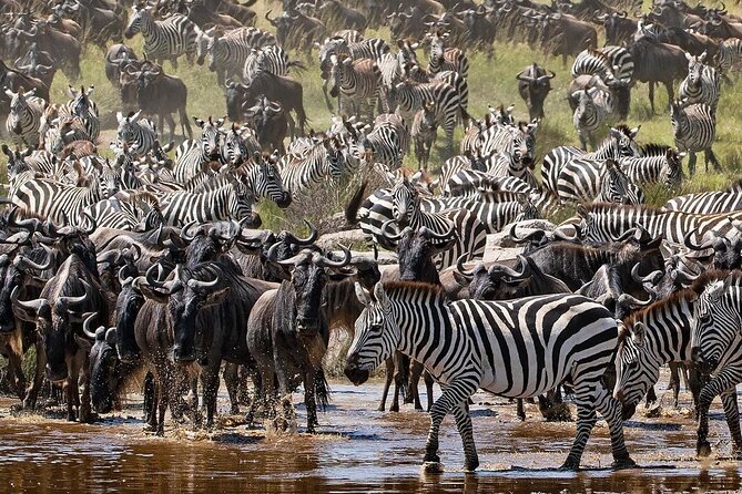 Multi-Day Camping Safari Experience in Arusha - Ngorongoro Descent (600 Meters): Predators, Lake Magadi, and Dense Wildlife