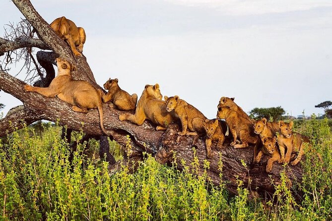 Multi-Day Camping Safari Experience in Arusha - Price and Logistics: Does $1,496 Feel Like Good Value?