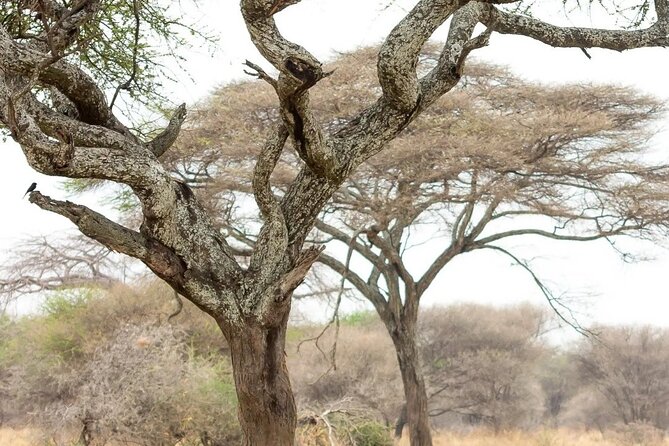 Multi-Day Camping Safari Experience in Arusha - Ndutu Game Drive Days: Where Calving and Predators Collide