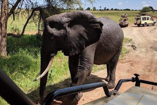 Multi-Day Tanzania Odssey Safari from Arusha - Entering Tanzania’s Northern Safari Circuit From Arusha
