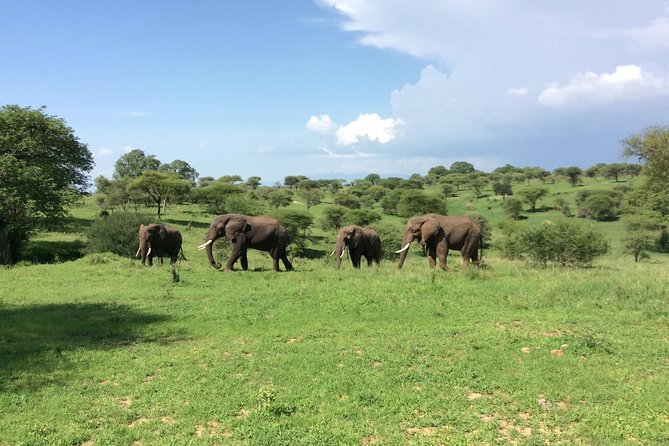 Multi-Day Tanzania Odssey Safari from Arusha - Day 3: Ngorongoro Crater, picnic descent, and black rhino focus