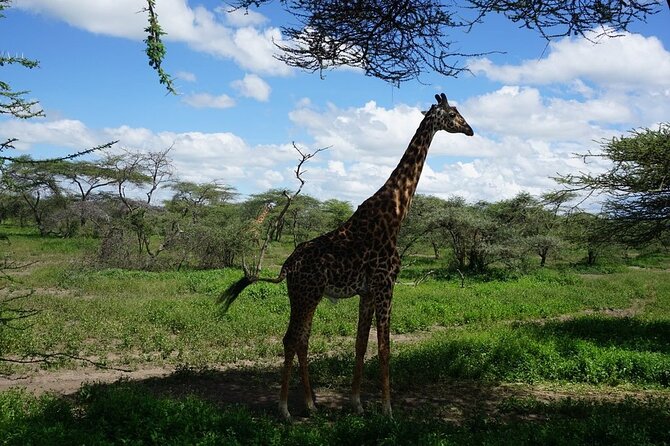 Multi-Day Tanzania Odssey Safari from Arusha - Days 5 and 6: Northern Serengeti and the Mara River crossing reality check